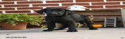 Labrador Retriever dogs for sale: Pretzel - Ad 2