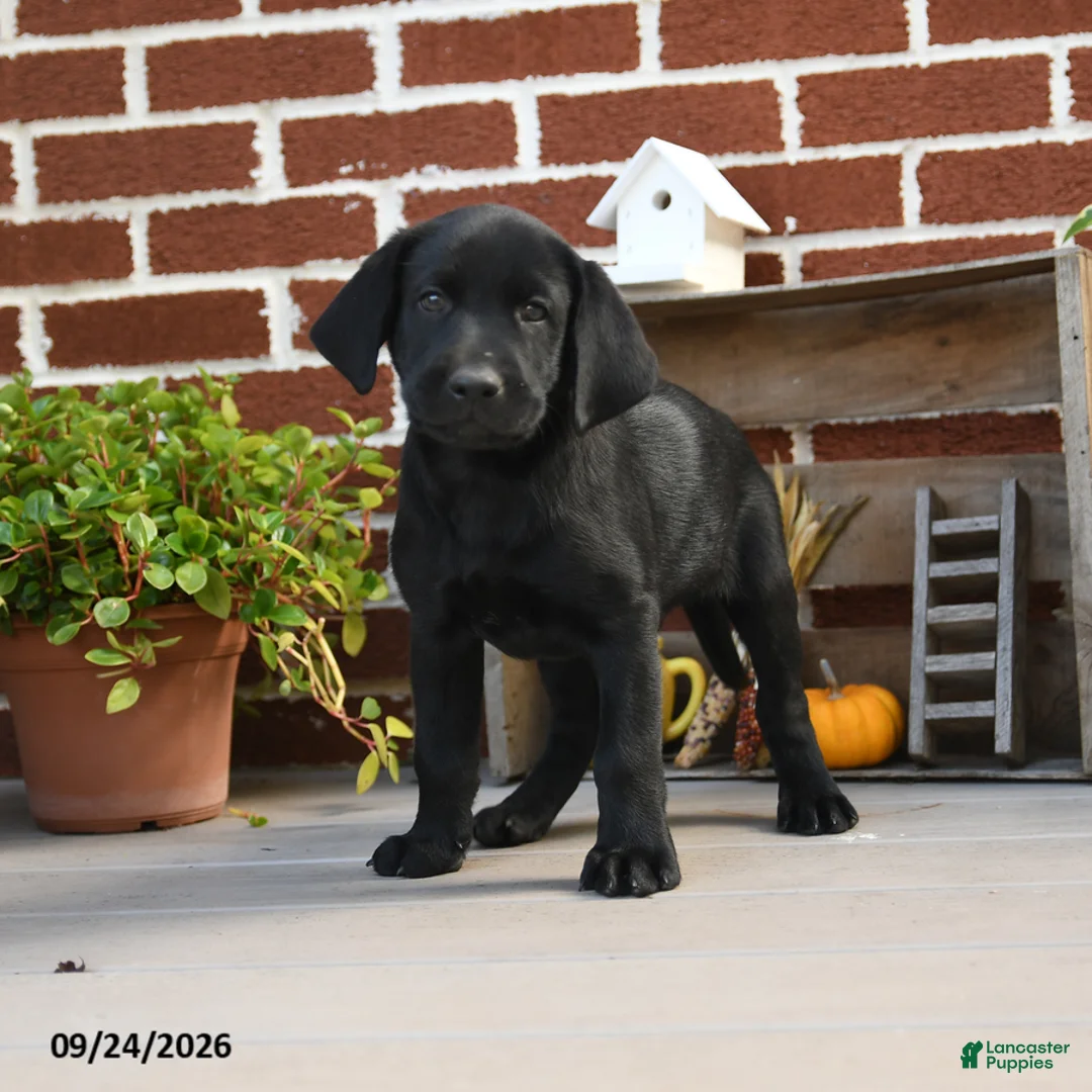 Labrador Retriever dogs for sale: Pretzel - Ad 2
