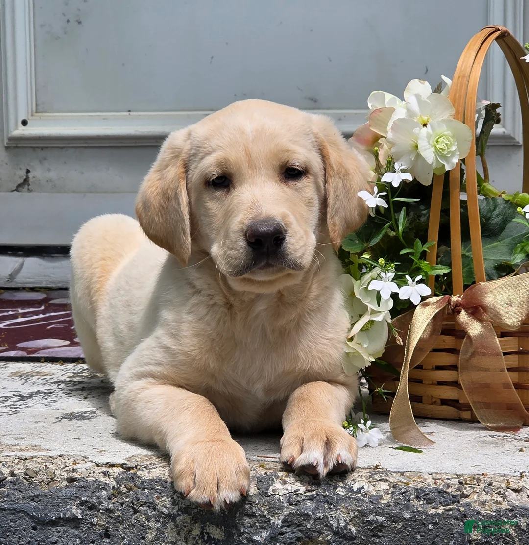 Labradoodle dogs for sale: Sunshine  - Ad 1