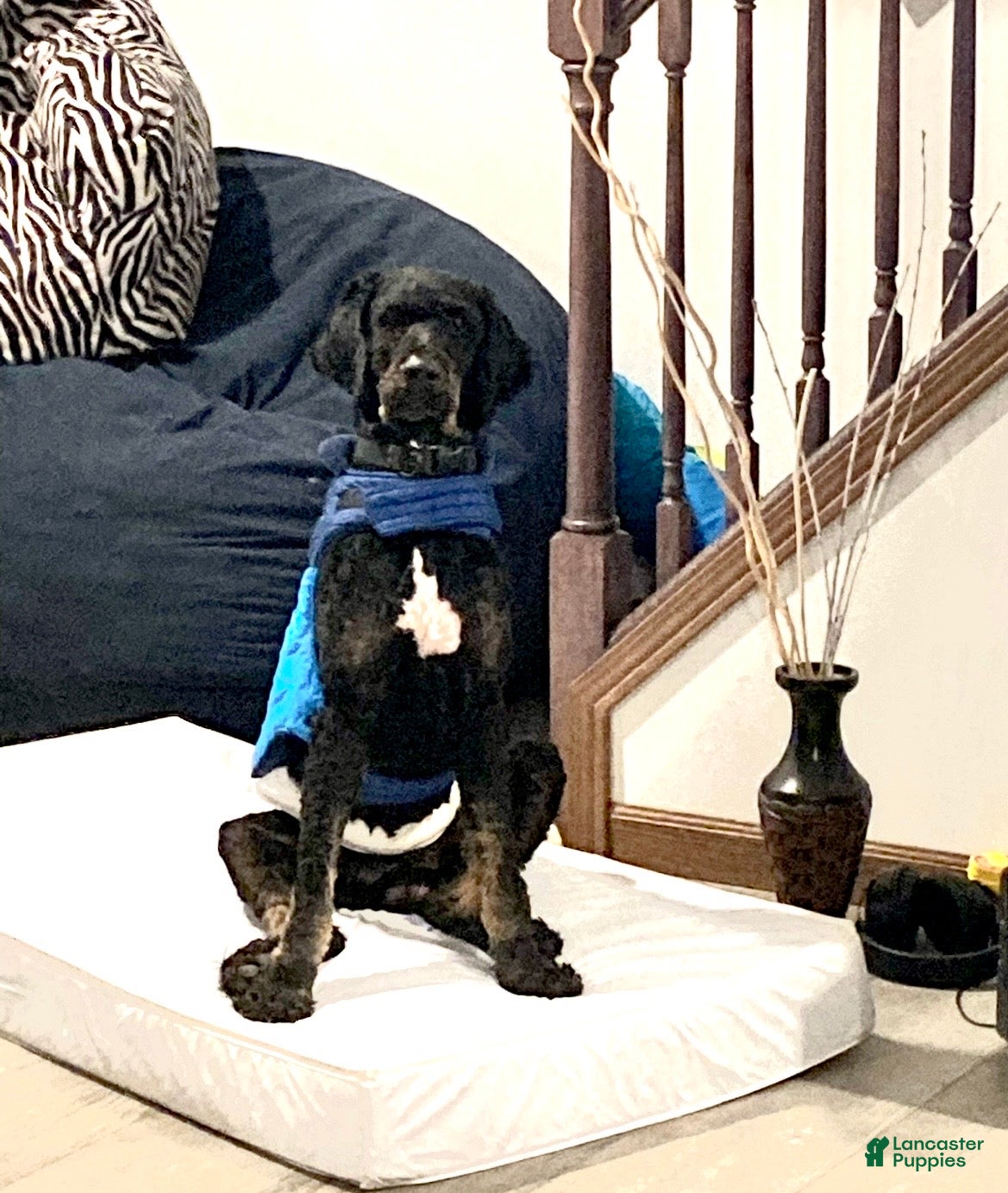 Cooper