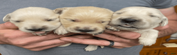 Golden Retriever dogs for sale: Golden Retriever Puppy 1 - Ad 20