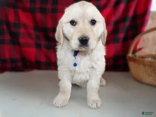Golden Retriever dogs Golden Retriever Puppy 8 Scoop - Ad 31