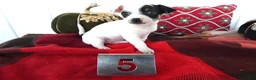 Chihuahua dogs for sale: Chihuahua 5 Shiela - Ad 2