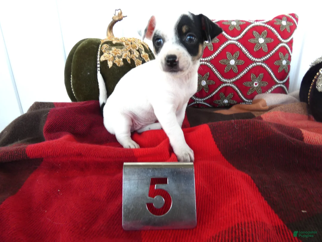 Chihuahua dogs for sale: Chihuahua 5 Shiela - Ad 2