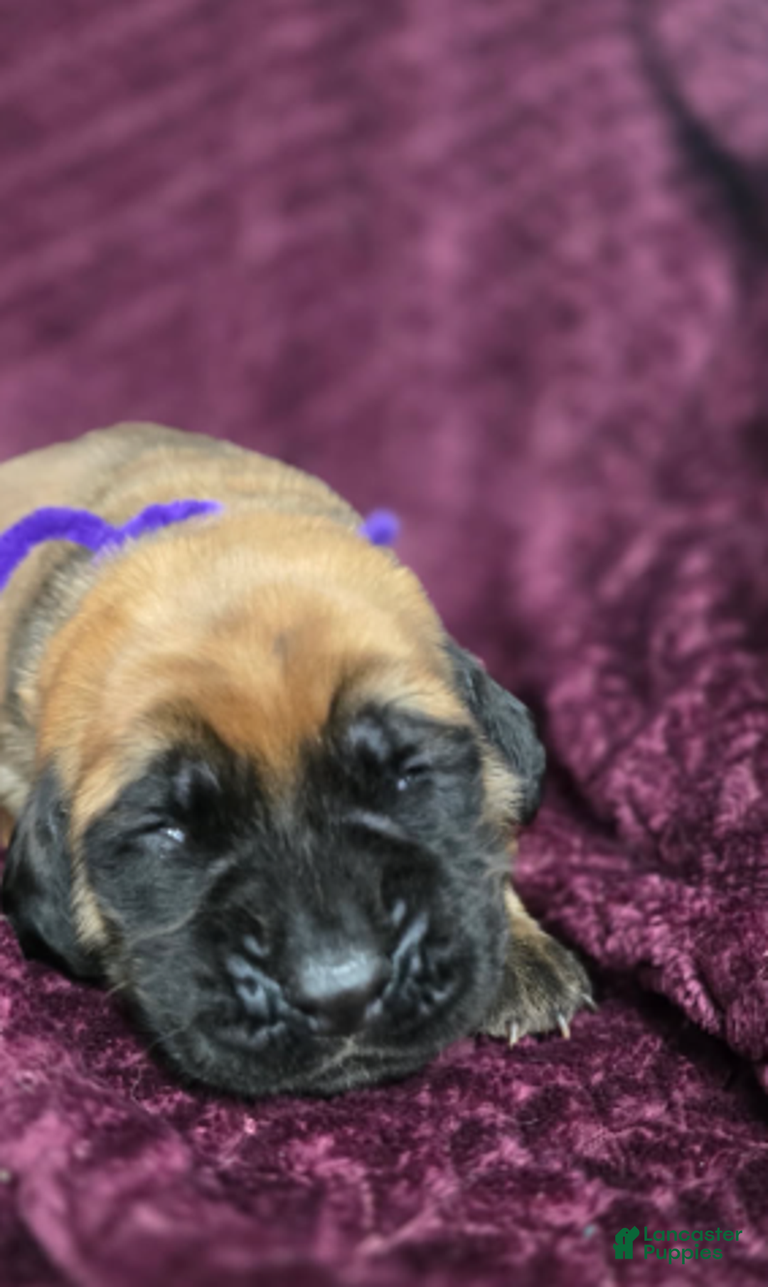 English Mastiff dogs for sale: Clara - Ad 2