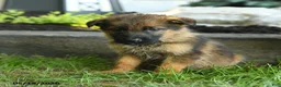 German Shepherd dogs for sale: Benji - Ad 3
