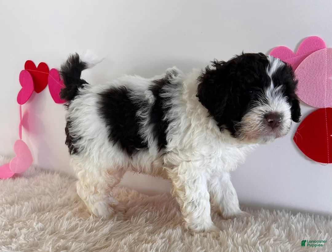 Portuguese Water Dog dogs for sale: Blaze - Ad 3