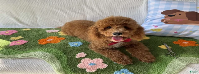 happy