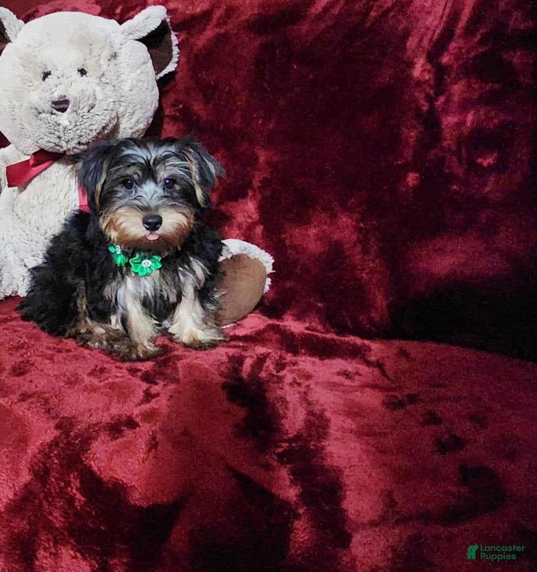 Yorkshire Terrier dogs for sale: BRODY - Ad 5