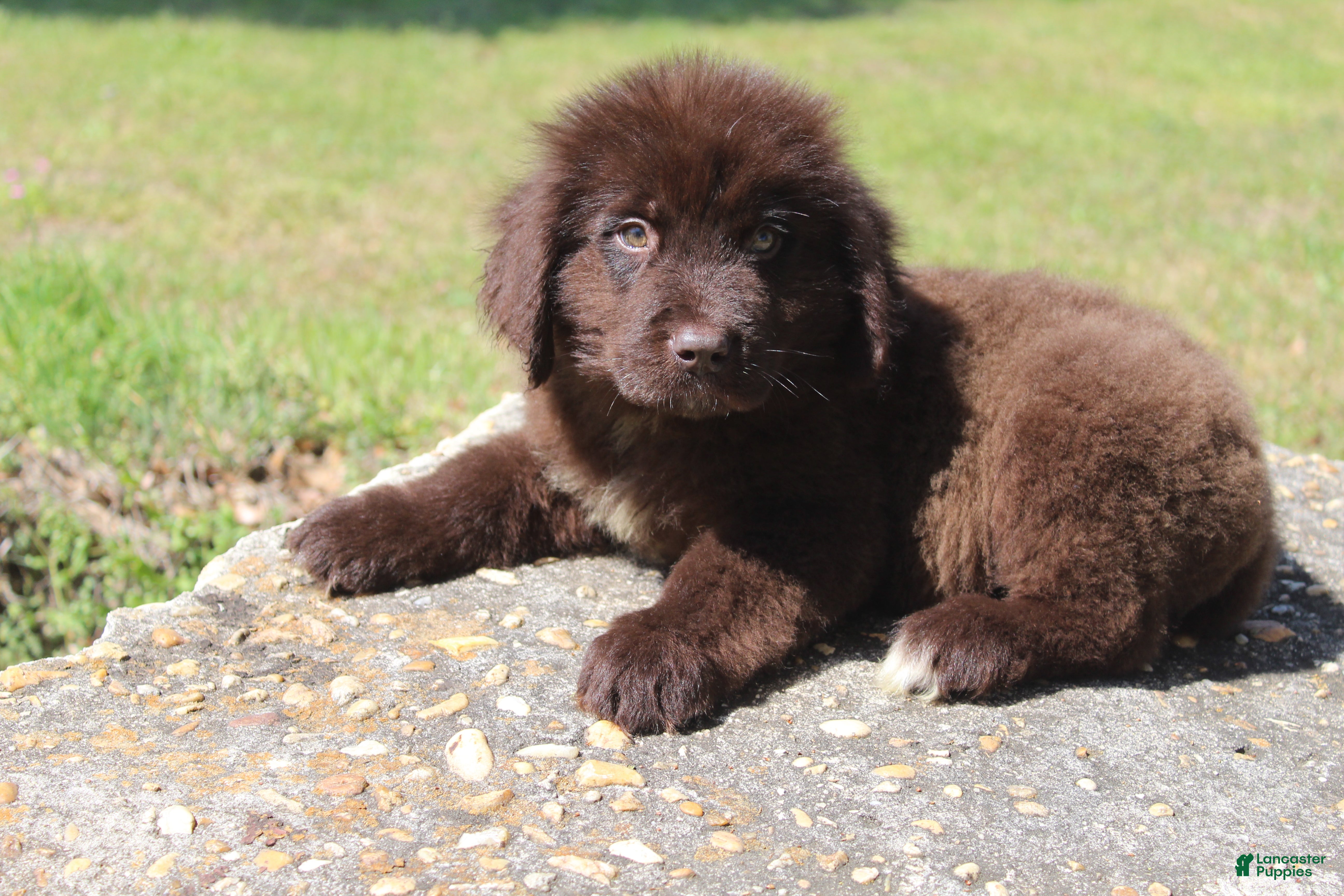 Newfoundland dogs Charlie - Ad 2