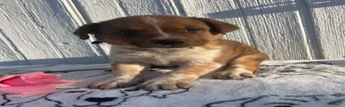 Dingo