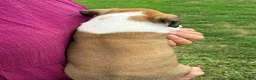 Boxer dogs for sale: Casey - Ad 3
