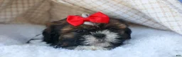 Shih Tzu dogs for sale: ROSCOE - Ad 8