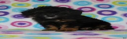 Miniature Poodle dogs for sale: Phantom male - Ad 7