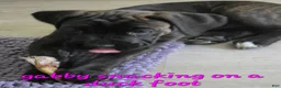Mixed Breed dogs for sale: Mixed Breed 3 - Ad 12