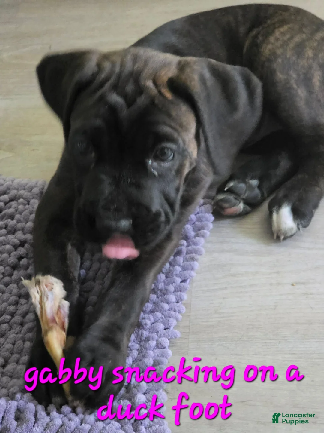 Mixed Breed dogs for sale: Mixed Breed 3 - Ad 12
