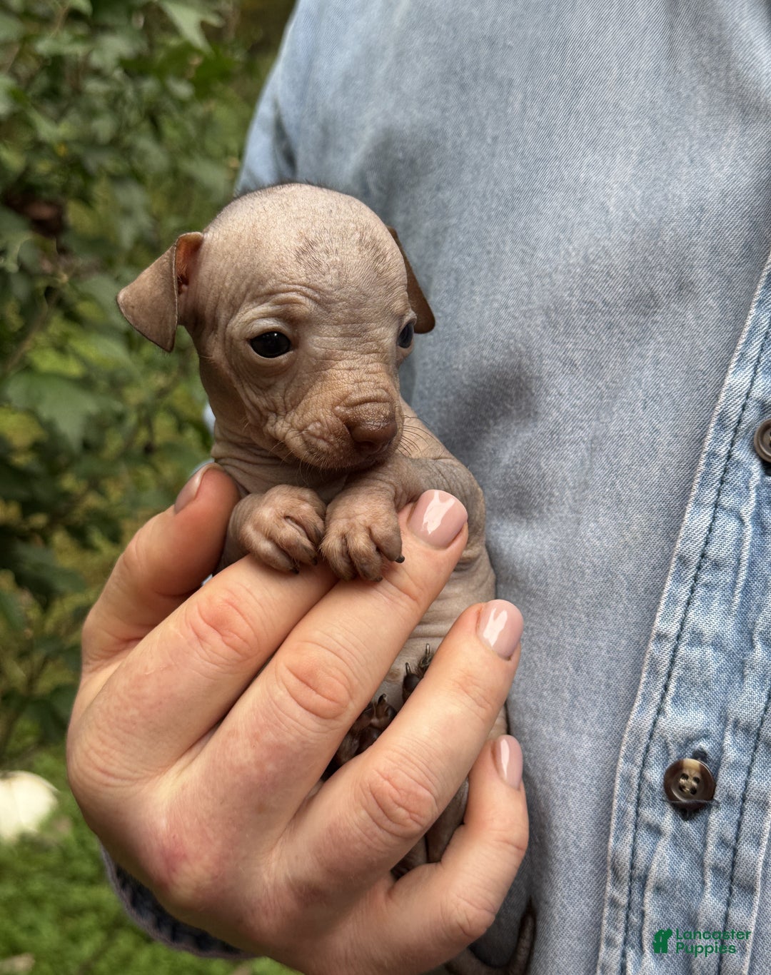 Mixed Breed dogs for sale: Cleopatra  - Ad 37