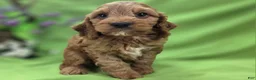 Cockapoo dogs for sale: Cashmere - Ad 2