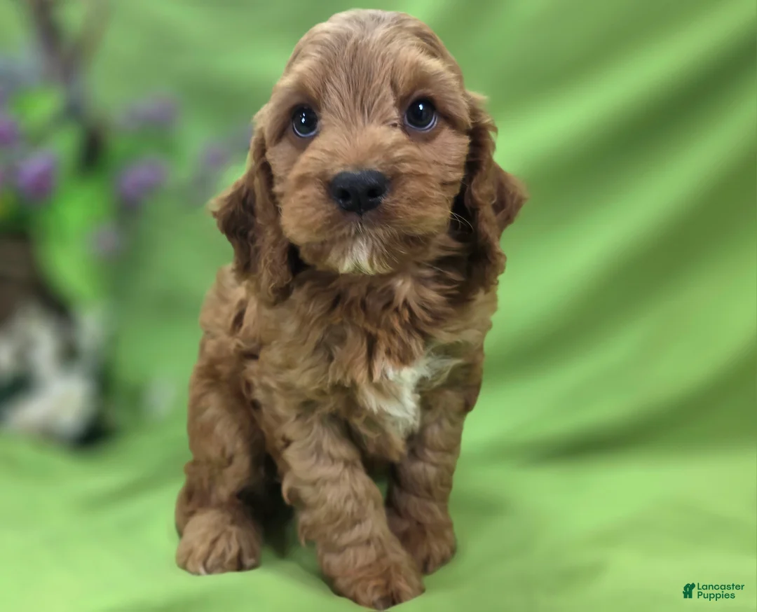 Cockapoo dogs for sale: Cashmere - Ad 2