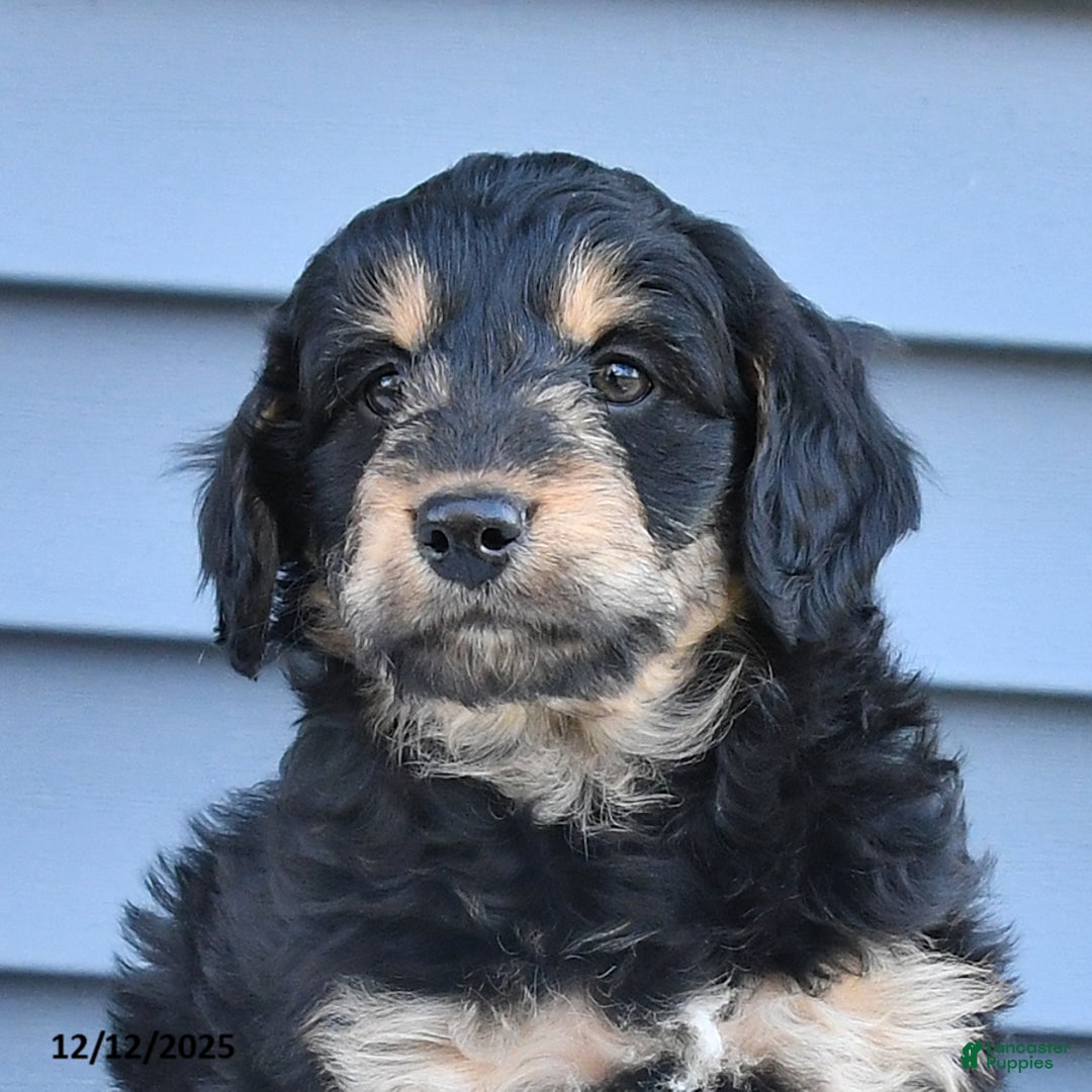 Mixed Breed dogs for sale: April - Ad 3