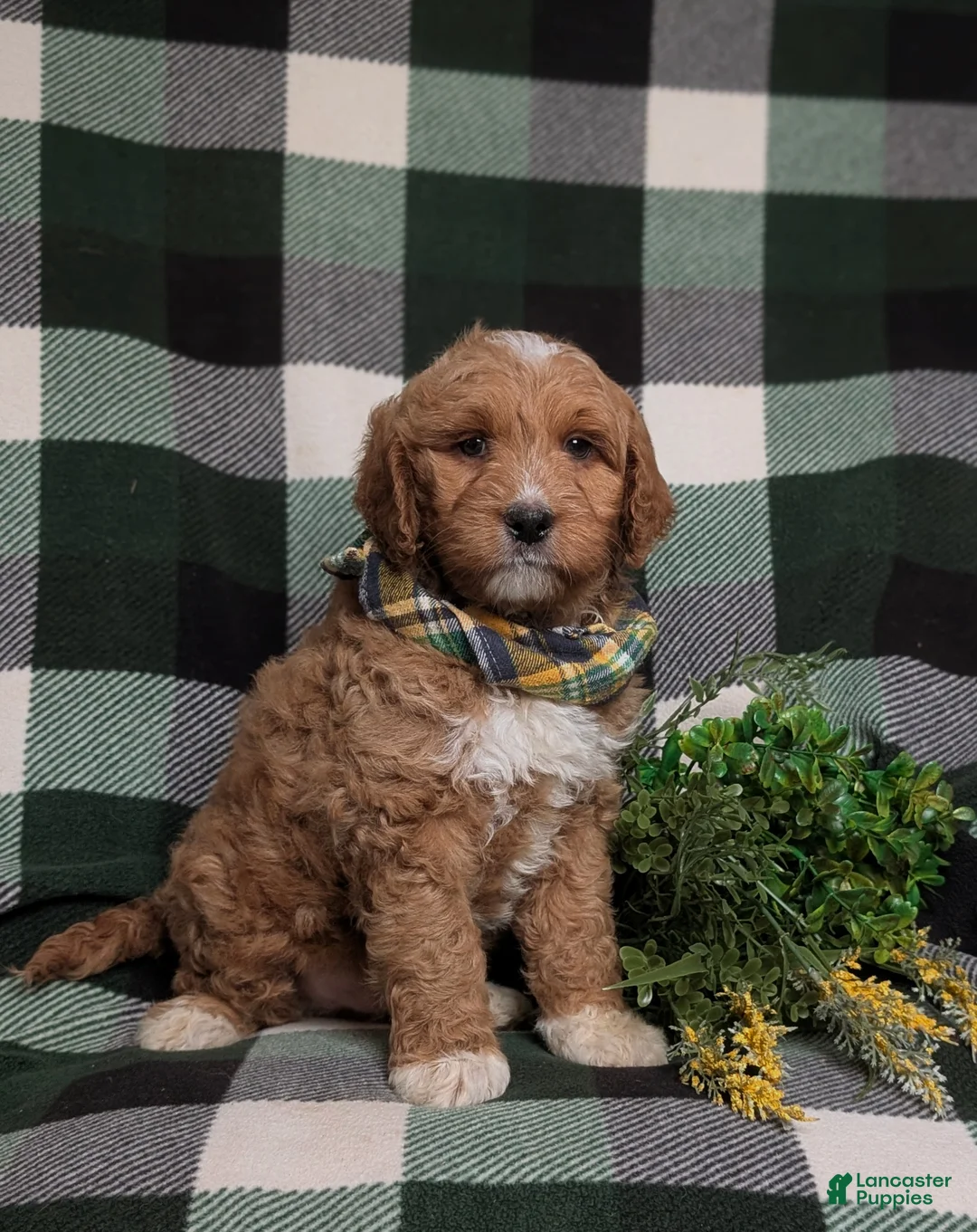 Goldendoodle dogs for sale: Finn Hypoallergenic - Ad 3