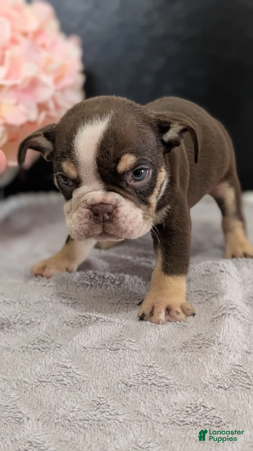 English Bulldog dogs for sale: Zion - Ad 2