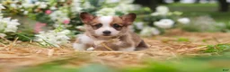 Welsh Corgi Pembroke dogs for sale: Myla - Ad 12