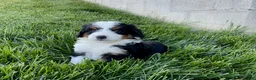 Mini Bernedoodle dogs for sale: Quinn - Ad 3