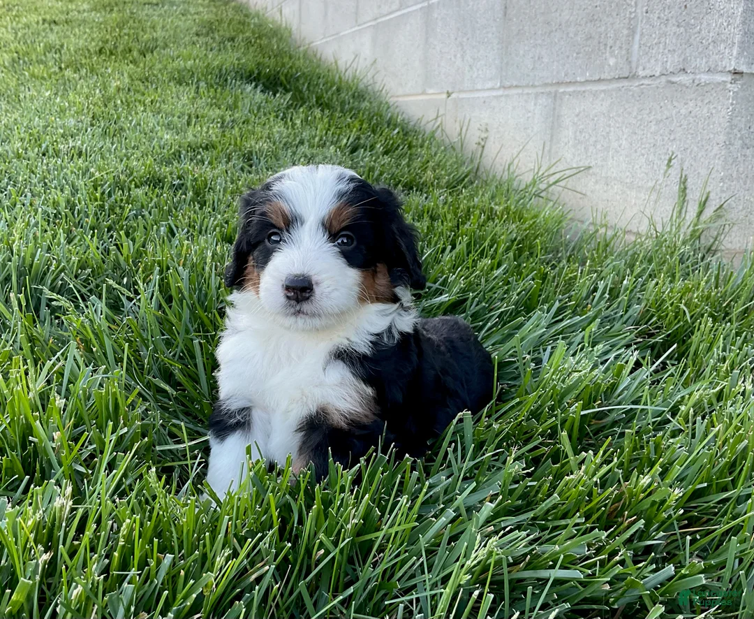 Mini Bernedoodle dogs for sale: Quinn - Ad 3