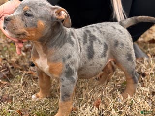 American Bully dogs for sale: Lala - Ad 2