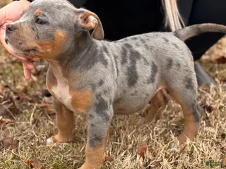 American Bully dogs Lala - Ad 4