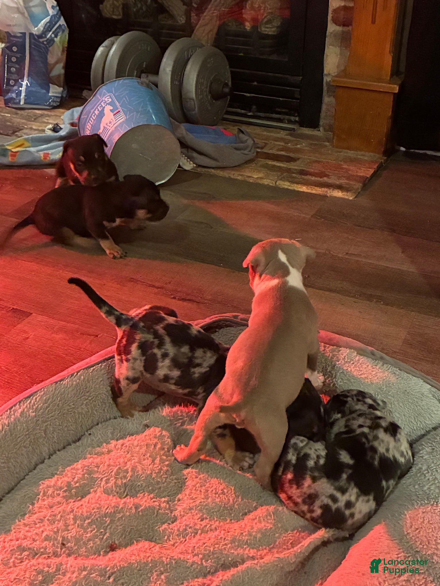 American Bully dogs American Bully 5 - Ad 16