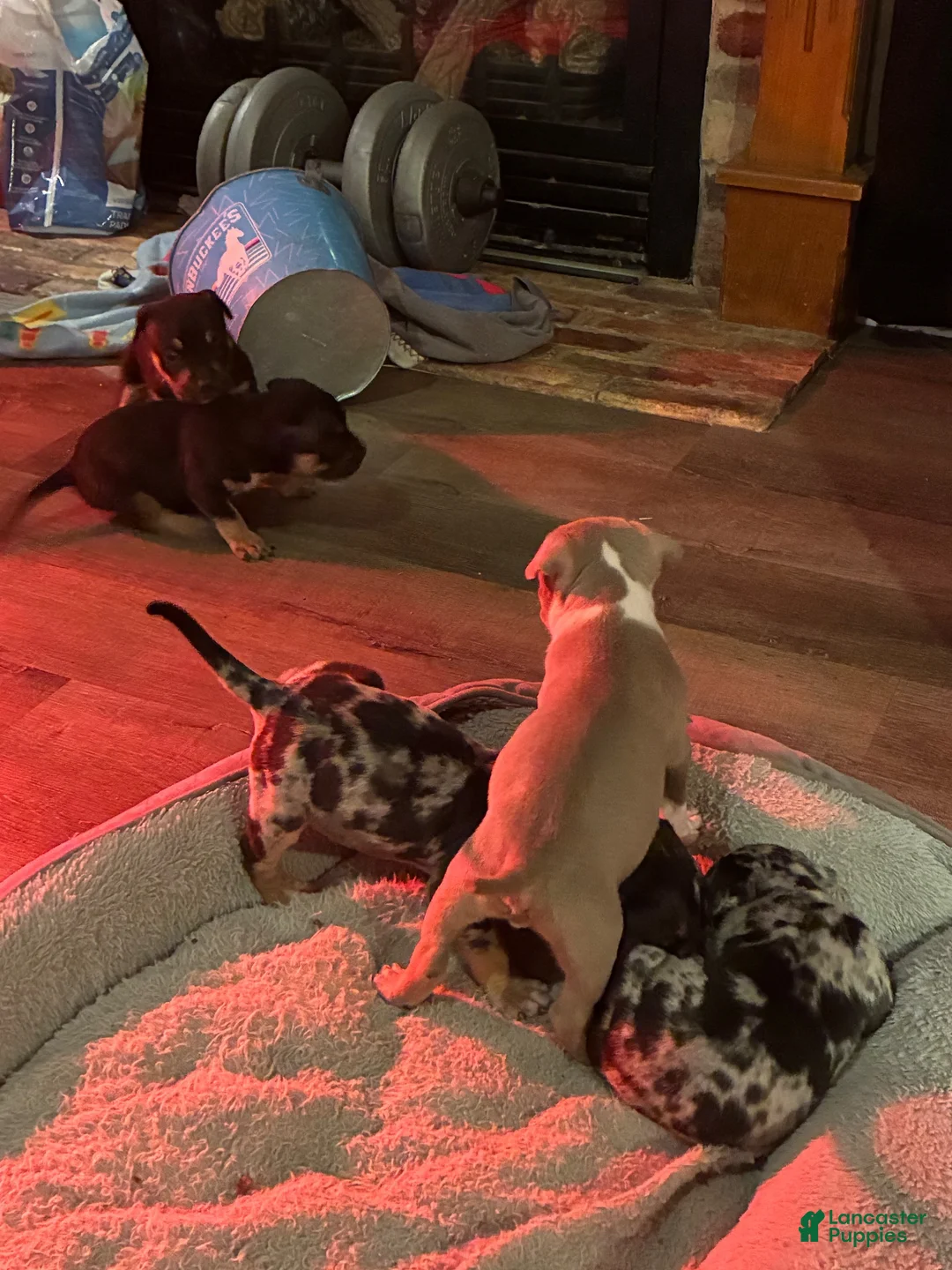 American Bully dogs for sale: American Bully 5 - Ad 1