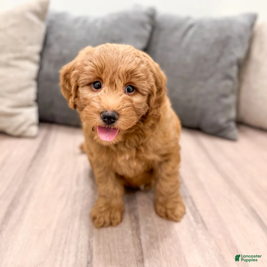 Mini Goldendoodle dogs for sale: Bella - Ad 2