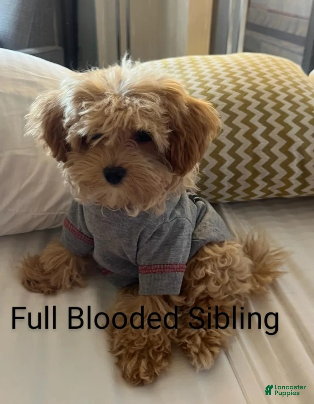 Havapoo dogs for sale: Family Companion 👨‍👨‍👧‍👦💞🐕B - Ad 8