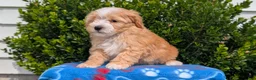 Mixed Breed dogs for sale: Damon  - Ad 5