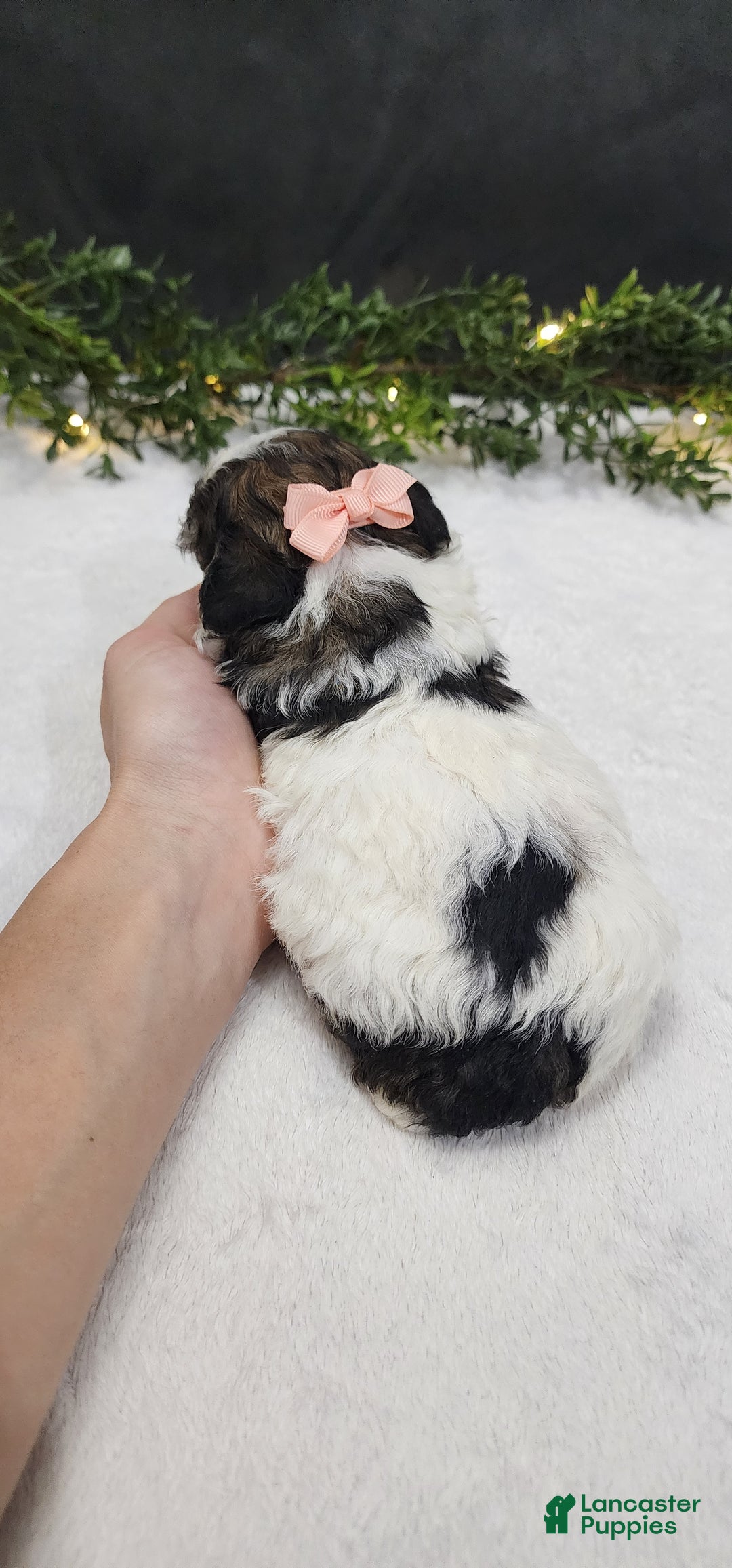 Miniature Poodle dogs for sale: Daisy - Ad 2