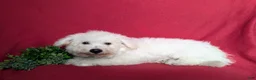 Bichon Frise dogs for sale: Barrister - Ad 4
