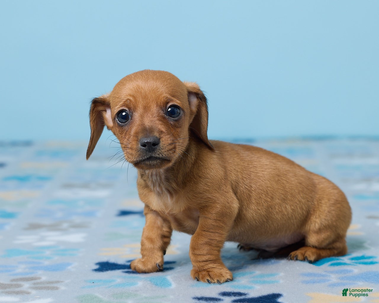 Miniature Dachshund dogs Milo - Ad 2