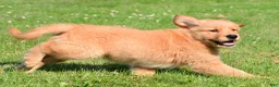 Golden Retriever dogs for sale: Max - Ad 3