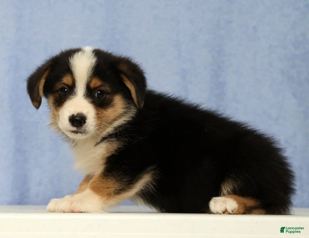 Mixed Breed dogs for sale: Denali - Ad 1