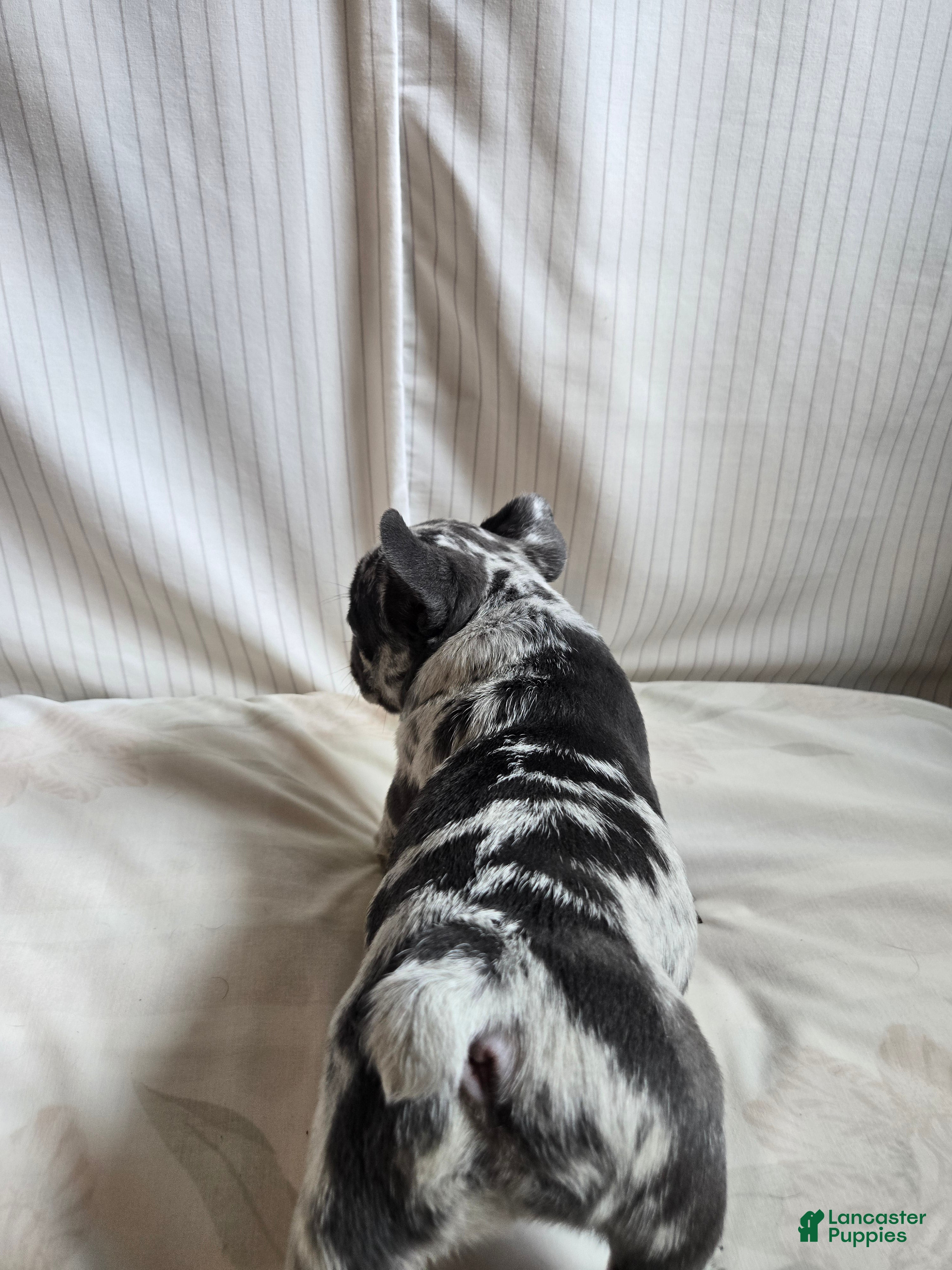 French Bulldog dogs for sale: Oslo - Ad 7