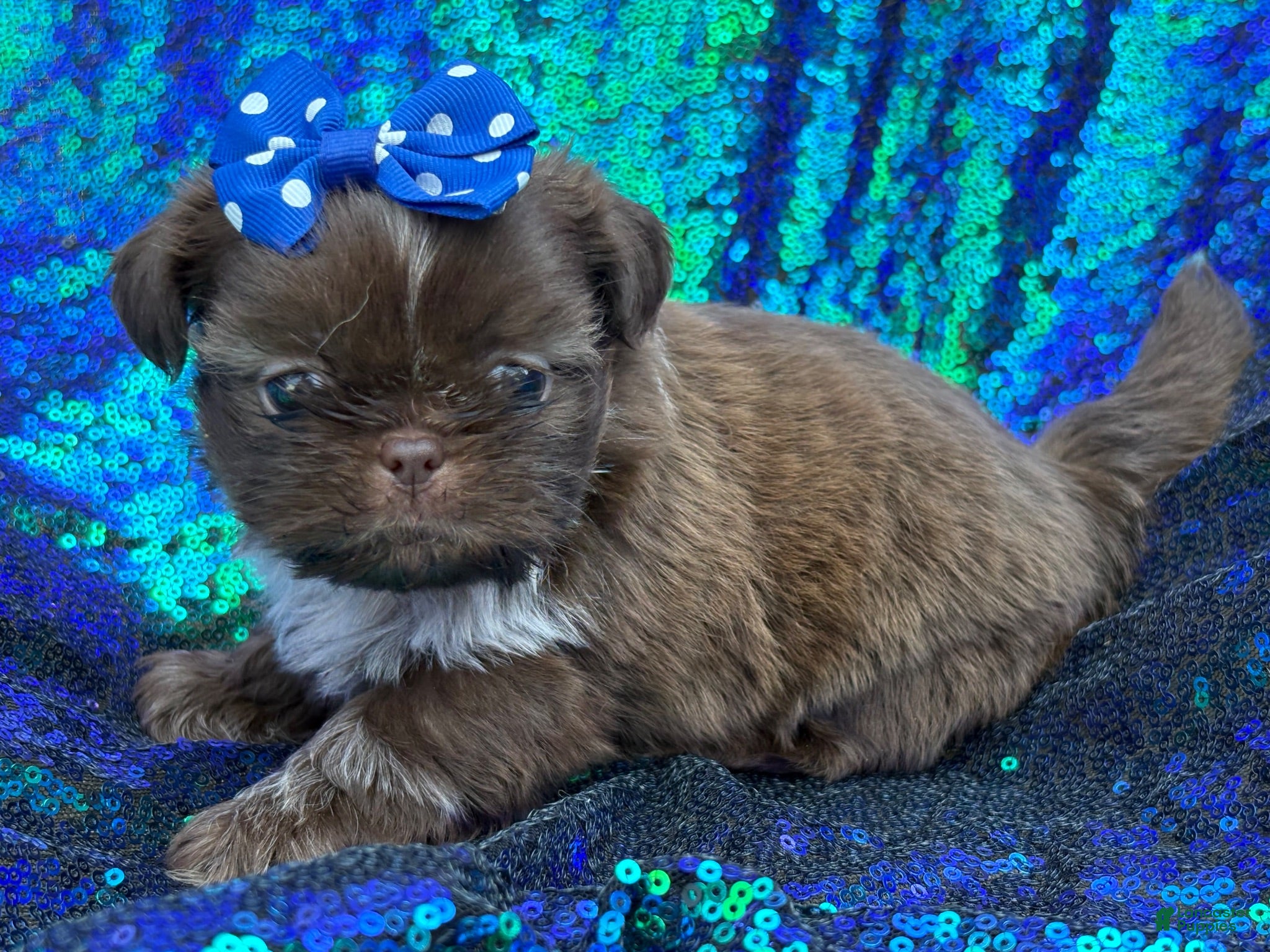 Shih Tzu dogs Shih Tzu 1 - Ad 26