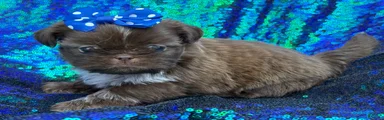 Shih Tzu 1