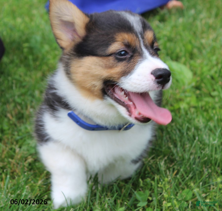 Welsh Corgi Pembroke dogs for sale: Duke - Ad 2