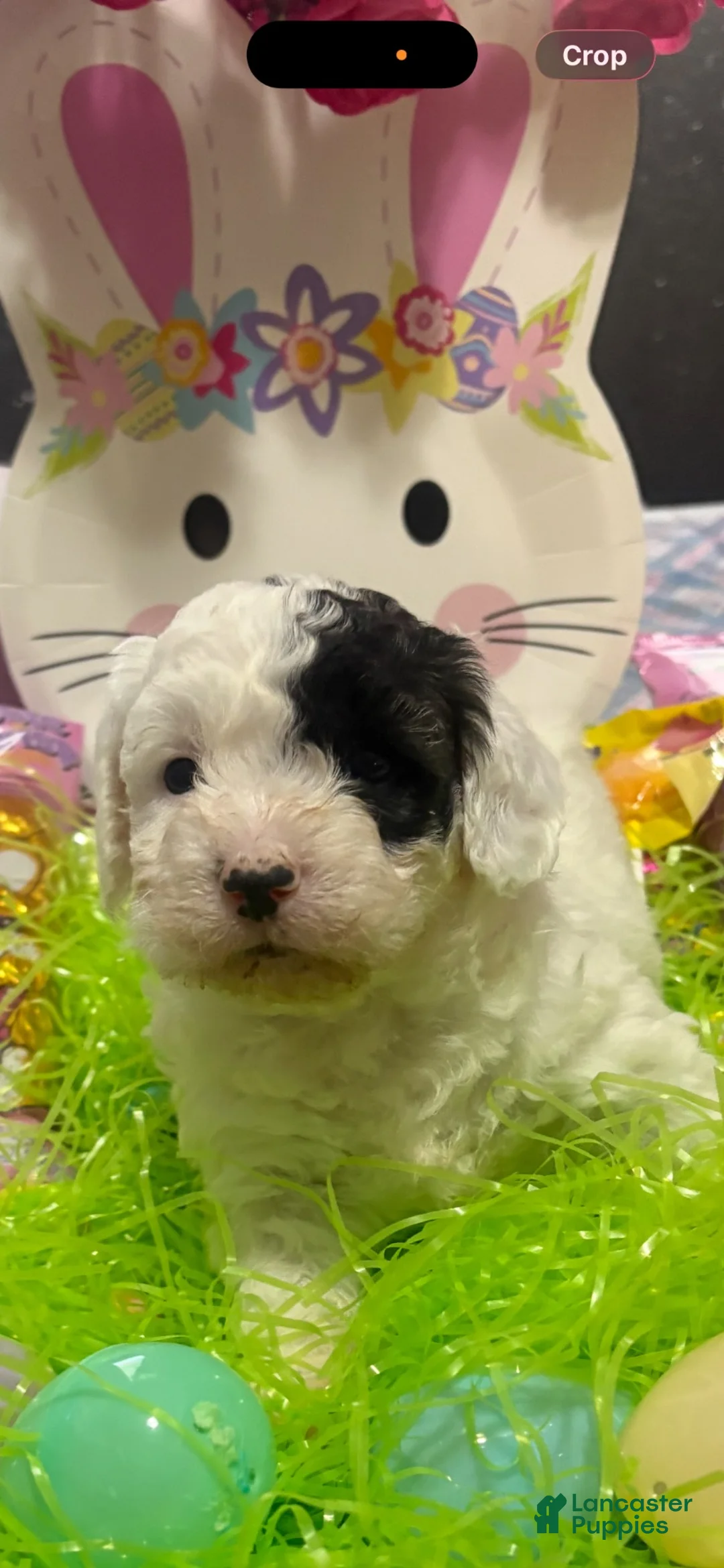 Maltipoo dogs for sale: Maltipoo 3 - Ad 2