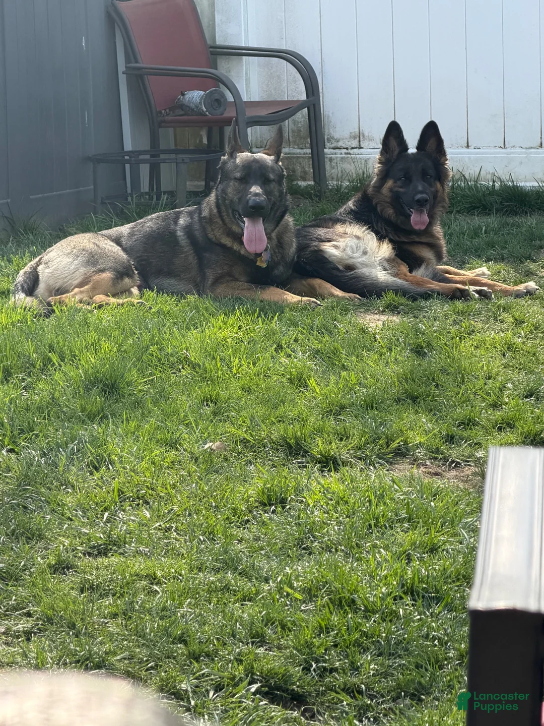 German Shepherd dogs for sale: Pink - Ad 4