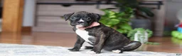 Boxer dogs for sale: Daisy - Ad 2