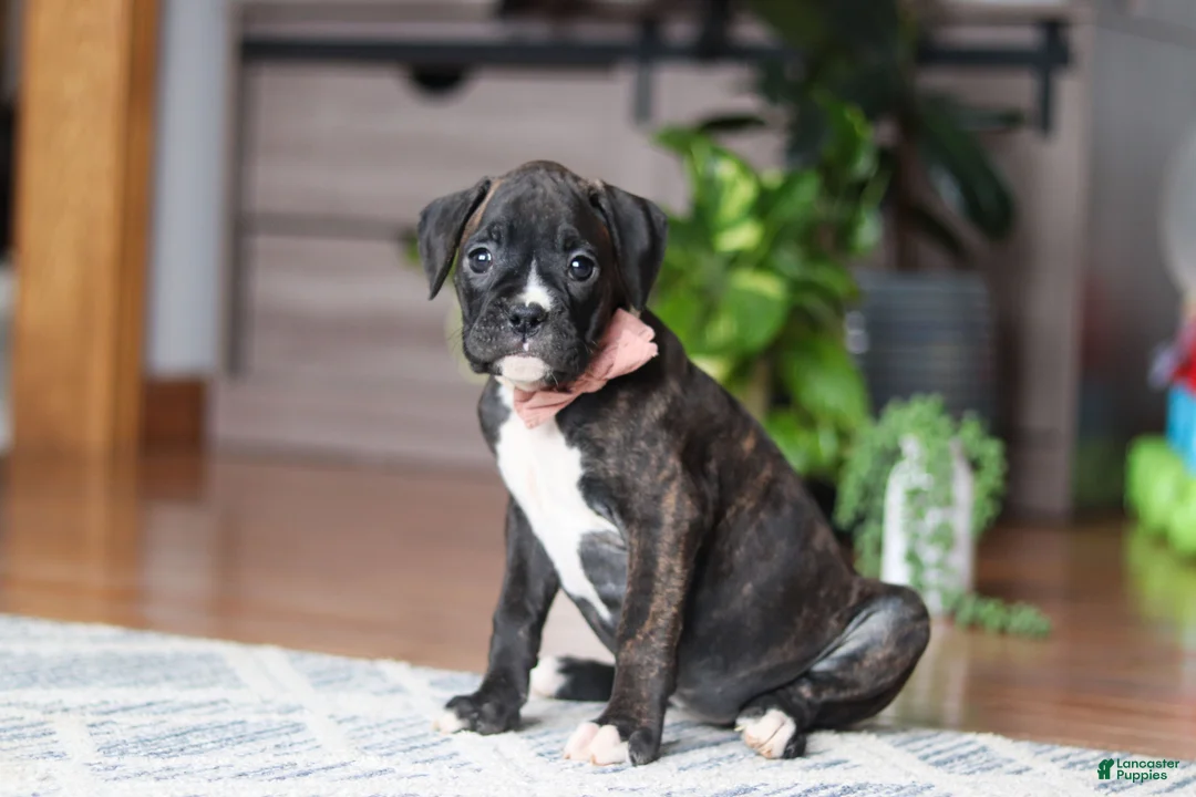 Boxer dogs for sale: Daisy - Ad 2