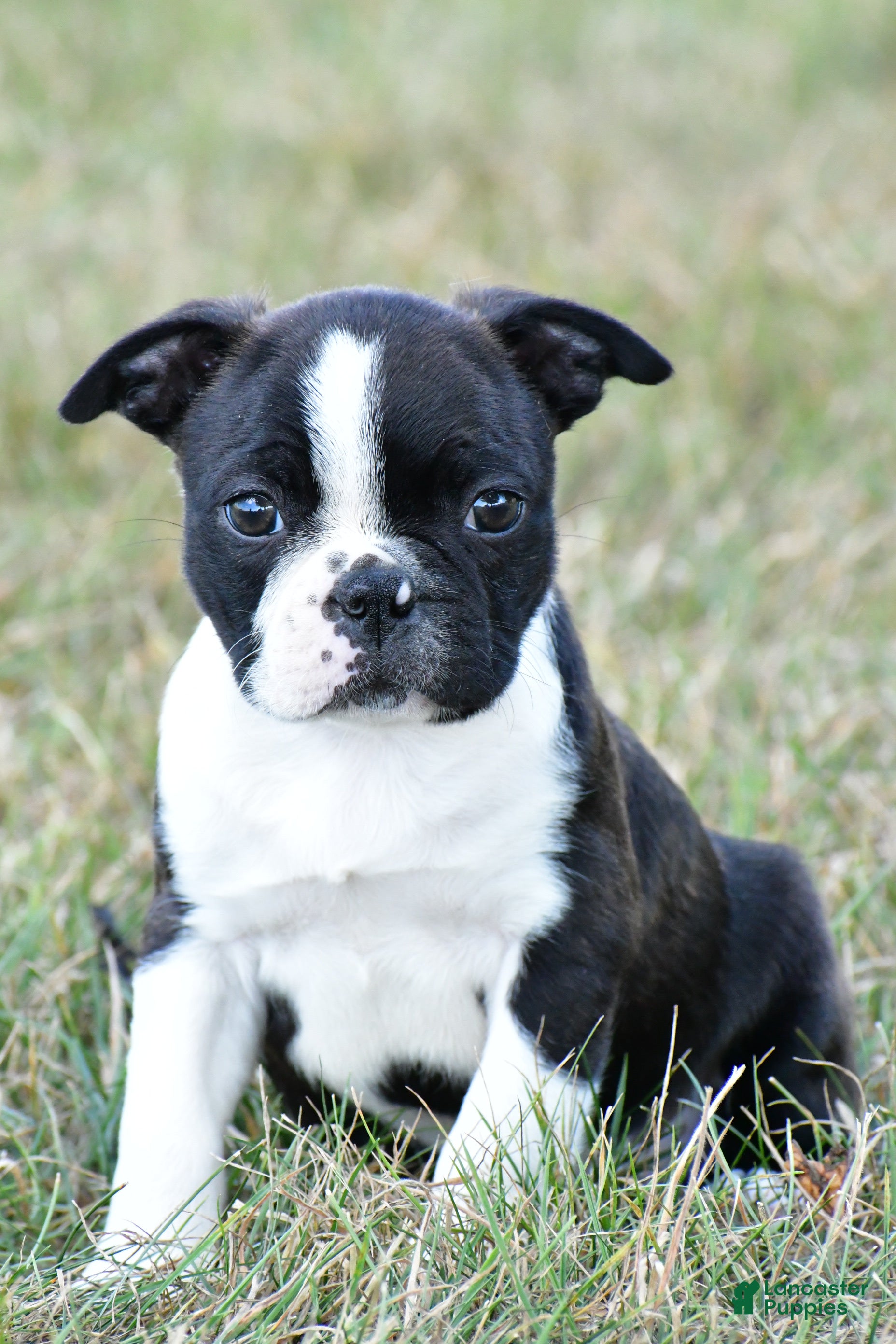 Boston Terrier Petite Boxer Dog Image Boxer Dog Photo Boxer